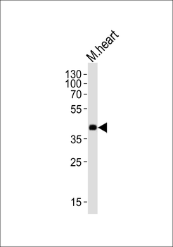 Mouse Dnmt3l Antibody (Center)