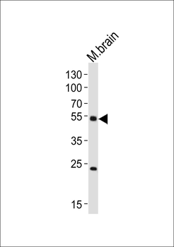 CHRM1 Antibody (C-term)