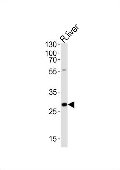 Mouse Olig3 Antibody (Center)