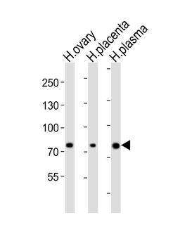 ITGB8 Antibody (Center)
