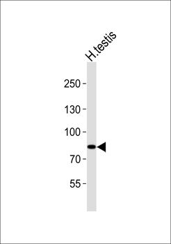 ANAPC2 Antibody (C-term)