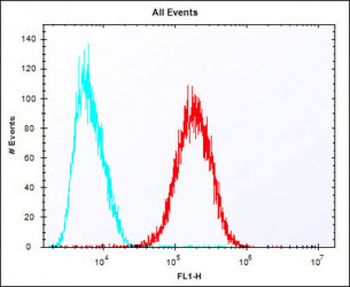 SULT1A1 Antibody (C-term)