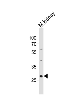 Mouse Hes1 Antibody (C-term)