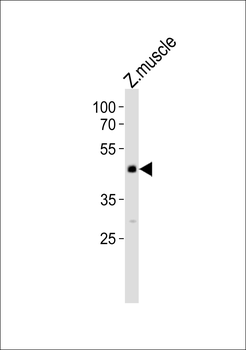 Zebrafish mapk8 Antibody