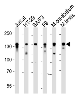 Mouse Ctr9 Antibody (C-term)