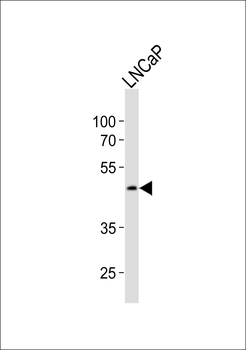 (Mouse) Sox17 Antibody (C-term)