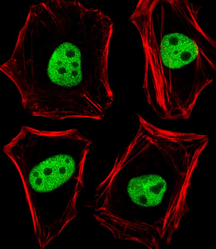 TLE1 Antibody (N-term)