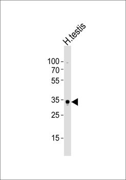 (Mouse) Sox15 Antibody (C-term)