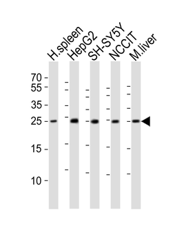 MIXL1 Antibody (C-term)