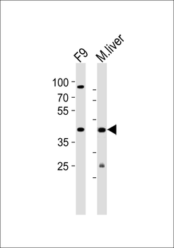 (Mouse) Ubtfl1 Antibody (Center)