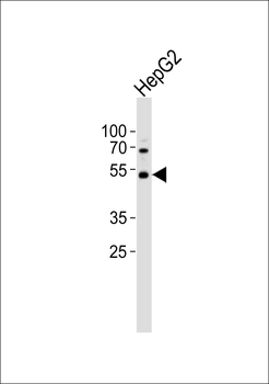 PAX6 Antibody (Center)