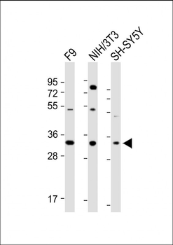 WDR82 Antibody (N-term)