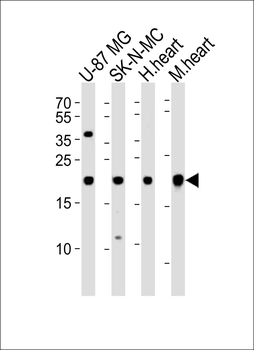 HES5 Antibody (Center)