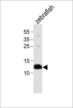 (DANRE) ba1 Antibody (N-term)
