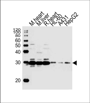 (DANRE) sdhb Antibody