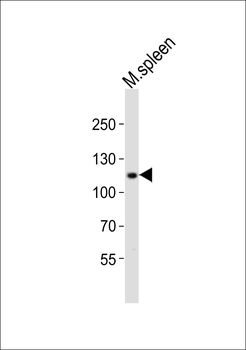 MOUSE Bcar3 Antibody (C-term)