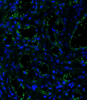 CD34 Antibody (C-term)