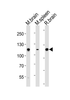 Ptk2b Antibody (P769)