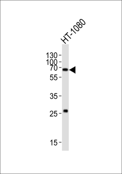 SMAD1 Antibody (Center)