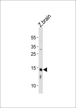 (DANRE)edf1Antibody(C-term)