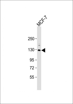 Mouse Sirt1 Antibody (C-term)
