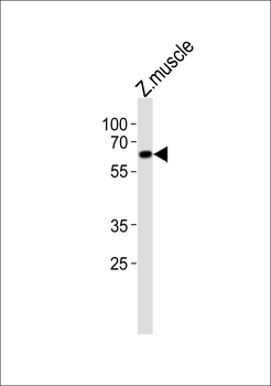 (DANRE) edc3 Antibody (Center)