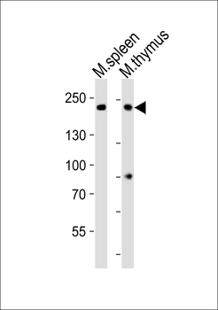 (Mouse) Zcchc11 Antibody (C-term)