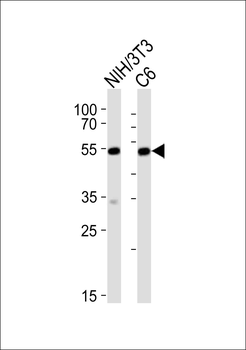 (Mouse) Srf Antibody (C-term)