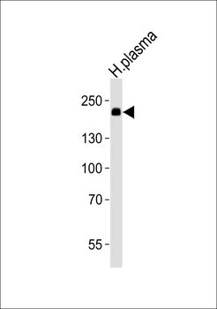 ATRN Antibody (N-term)