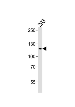 PAXIP1 Antibody (N-term)