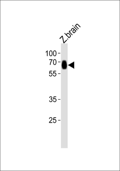 Zebrafish slc17a6a Antibody (C-term)