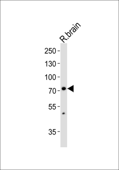 SV2C Antibody (C-term)