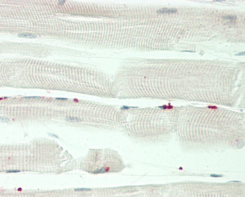 PRDM13 Antibody (N-term)