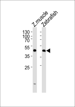(DANRE) dixdc1a Antibody (Center)