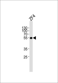 (DANRE) ankrd13c Antibody (C-term)