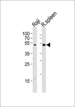 Mouse Lyn Antibody (Center)