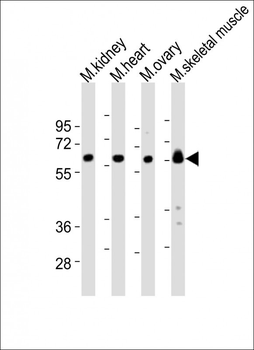 Mouse Lyn Antibody (Center)