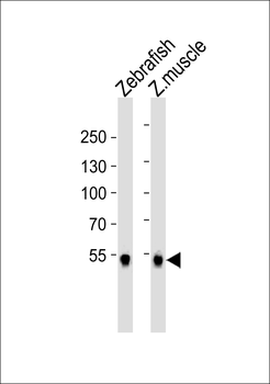 (DANRE) srebf2 Antibody (Center)