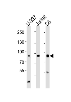 PIK3R1/2 Antibody (Center)