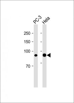 CD44 Antibody (C-term)