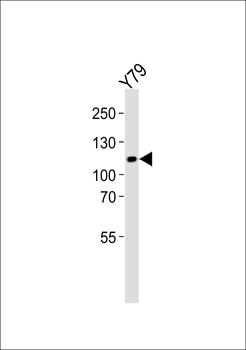 ANKRD24 Antibody (Center)