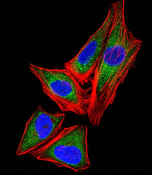 SNRPG Antibody (N-term)