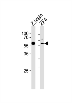 (DANRE) papl Antibody (C-term)