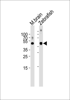 (DANRE) spop Antibody (N-term)
