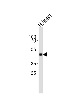 TIMM50 Antibody (N-term)