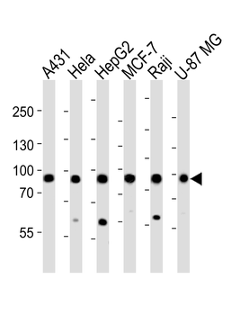 IMMT Antibody (Center)