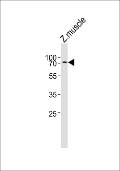 (DANRE) znf143 Antibody (C-term)