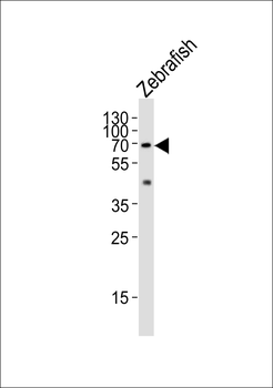 Zebrafish lcp1 Antibody (N-term)