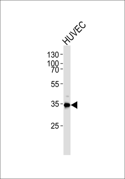 (DANRE) gapdh Antibody (C-term)