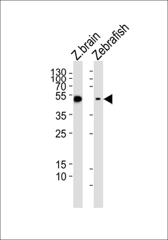 (DANRE) gfap Antibody (N-term)